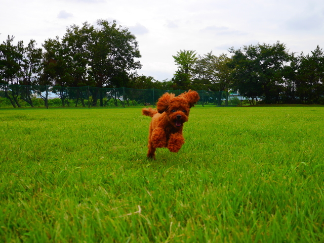 お預かりレッスン 犬のしつけ教室 Wonderful Leben 青梅 立川