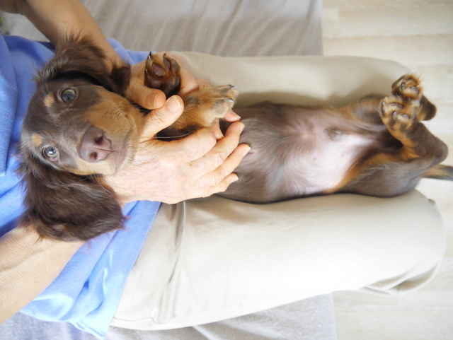 東京 犬のしつけ教室 103選 口コミで人気の犬しつけ教室 東京都内の評判ドッグスクール 訓練所まで Mychef Life